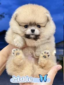Pomeranian Short Leg Tiny Male Puppy