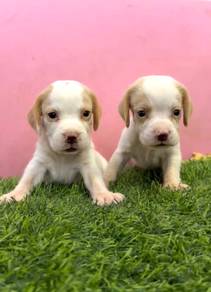 Beagle male and female