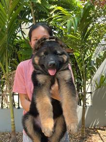 German Shepherd puppy for sales