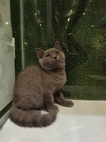 MIso the British Shorthair