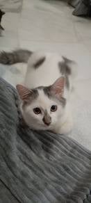Cat for Rehome