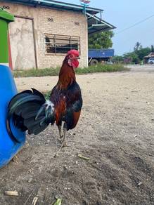 ayam jantan