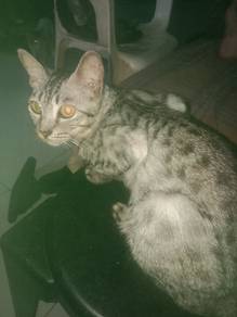 Bengal 
