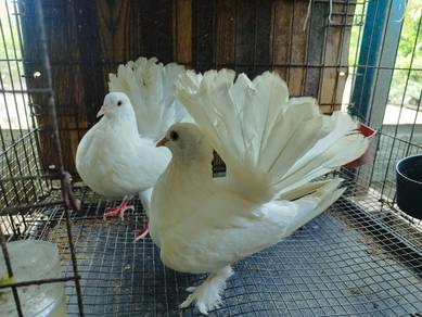 Merpati Merak Putih