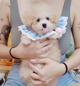 Maltipoo