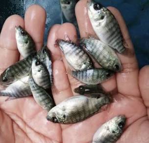 anak ikan talapia sungai