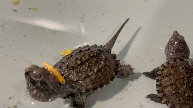 Baby snapping turtle