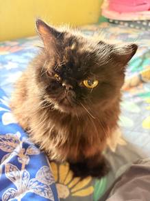 flat nose