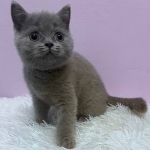 Bsh kitten