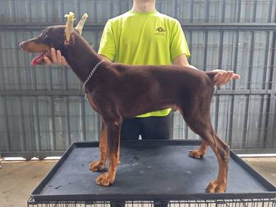 4 months Male Doberman MKA puppy 1010A