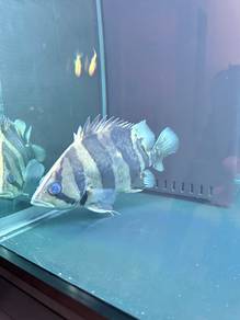 Tiger fish