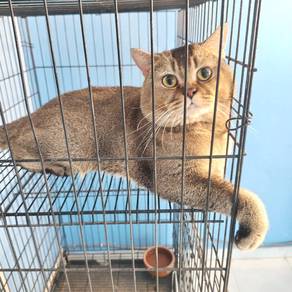 Bsh