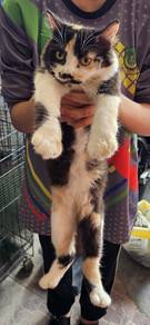 Kucing 