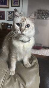 Siamese mix
