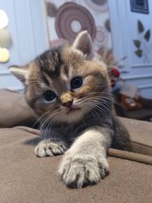 BSH male