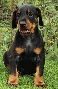 DOBERMAN PUPPIES 🐻 H172 Male Female Available