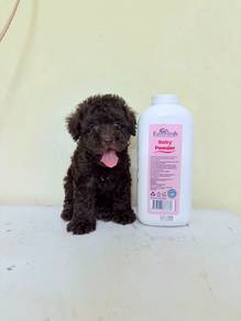 Cola Color Tinytoy Poodle 