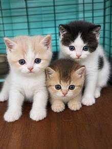 kitten BSH