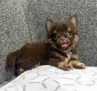 CHIHUAHUA PUPPIES 181🌷Head Apple Cute Dog