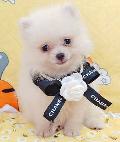 Pomeranian