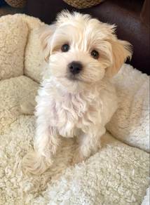 Fuzzy Maltipoo Cute Baby Face Teddy Bear Puppy Dog