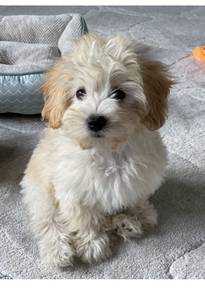 Sniffle-nose Poochon Fluffy Soft Fur Companion Dog