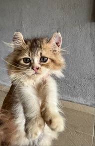 Americal curl