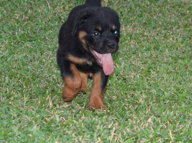 Rottweiler available31