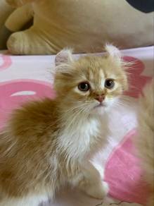 Kitten American Curl Mix DLH