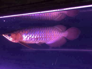 super red 14 inch -wholesale price