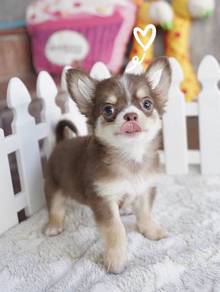 CHIHUAHUA PUPPIES 342 🌷Head Apple Cute Dog