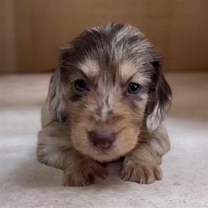 Dachshund long hair dapple mka chip