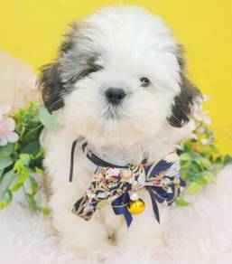 Shih Tzu
