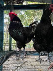 anak black australorp chicken