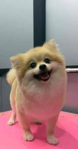 Male Pomeranian