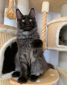 Maine Coon