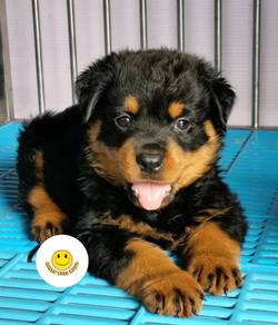 R5000 #MKA little Rottweiler puppies dogs