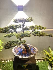 洪牙小红帽罗汉松 (Bonsai Podo) PROMOTION !!!