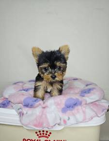 Yorkshire terrier cute no1Male
