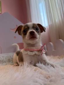 Short Coat Chihuahua female