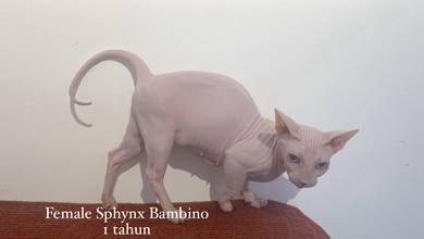 female sphynx munchkin
