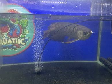Arowana Shb/HB