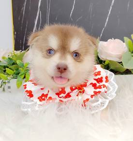 Pomsky