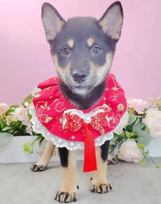 Shiba