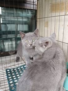 Bsh blue