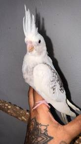 Burung cockatiel jinak jantan