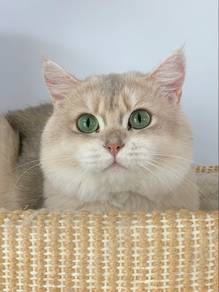 Blue Golden British Shorthair