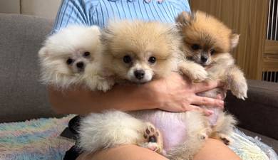 Pomeranian puppy