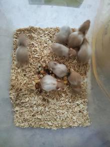 Big bone syrian hamster