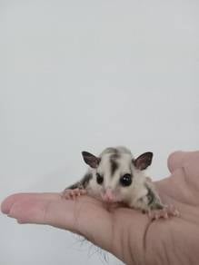 White Face Sugar Glider Baby